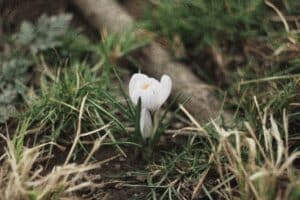 white flower beginning to bloom